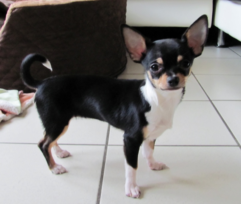 Hotline des heritiers de spartacus