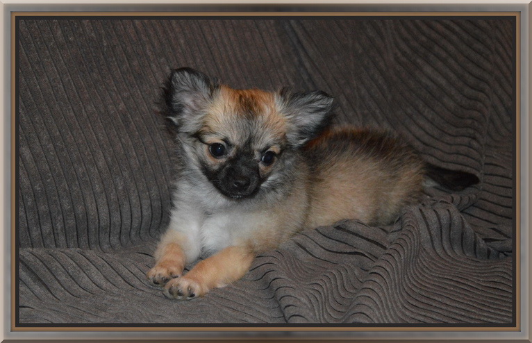 Publication : du domaine de l'ouette Auteur : Isabelle Carré