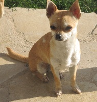 Elektra Des Petits Mayas