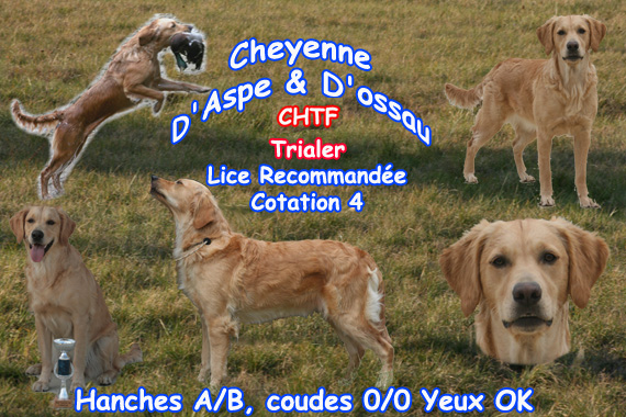 TR. CH. Cheyenne D'Aspe & D'Ossau