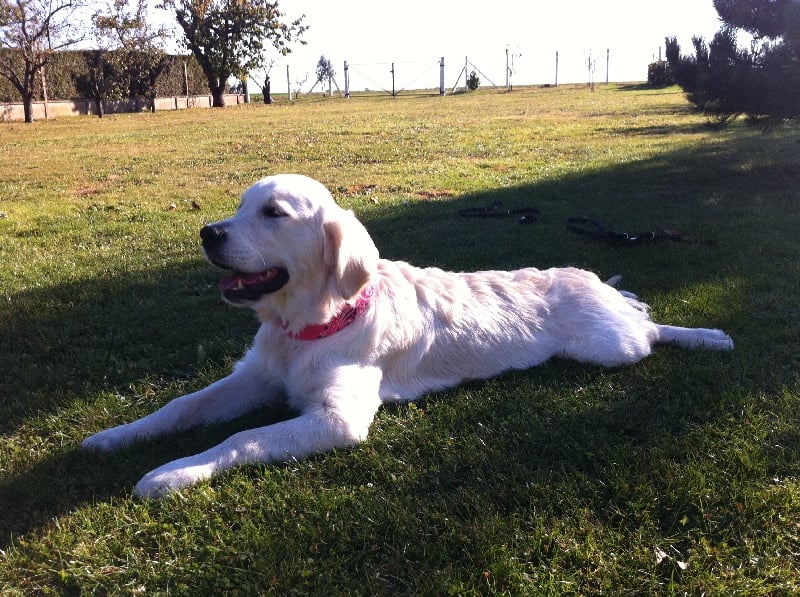 Ginger Du Pays Des Neiges Eternelles