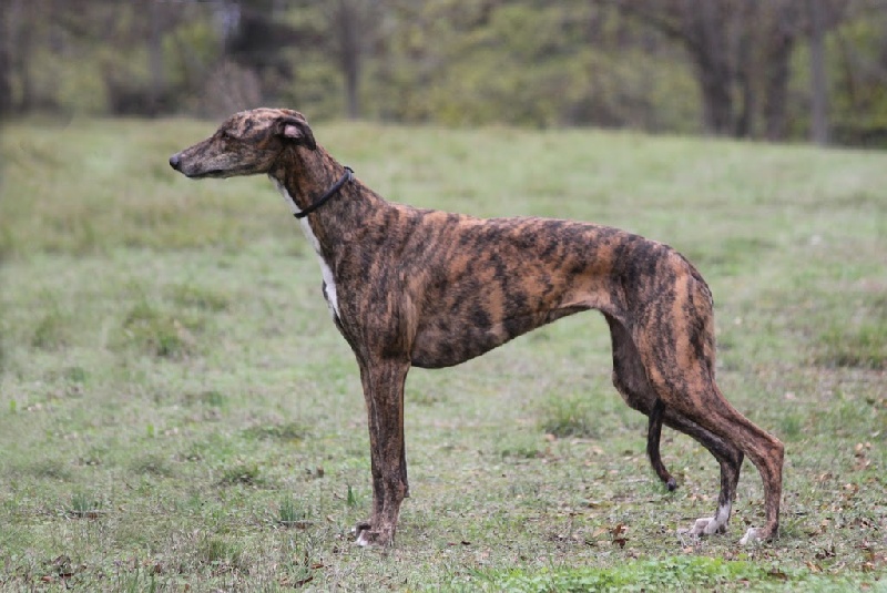 Publication : De Bassora