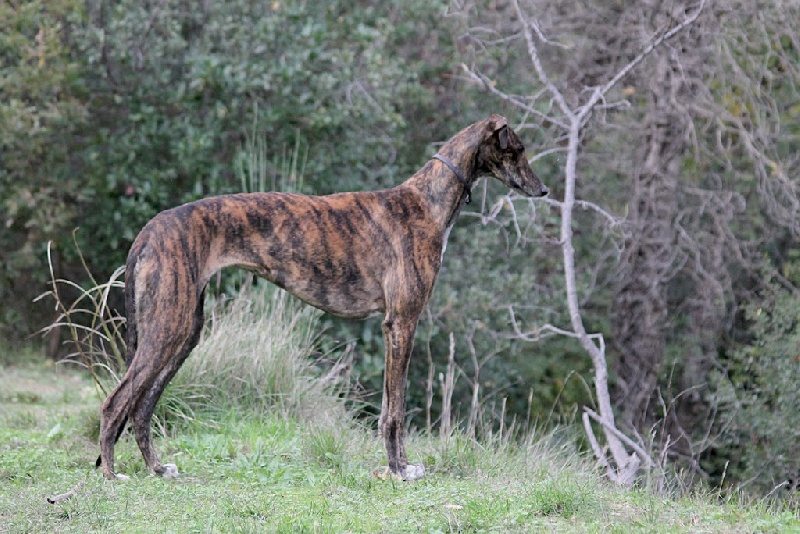 Publication : De Bassora