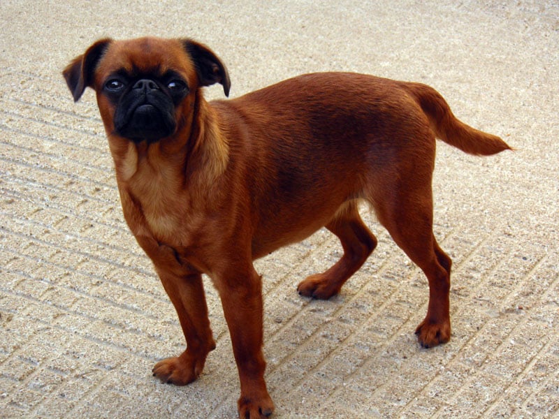 Graine de star du Domaine des Cotieres