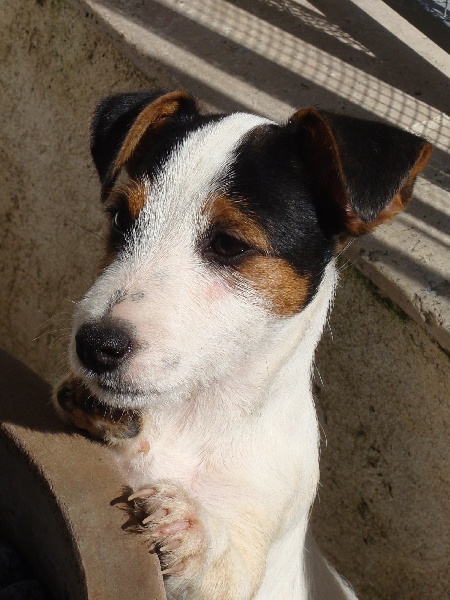 Publication : de la clé aux loups Auteur : Catherine Touzé