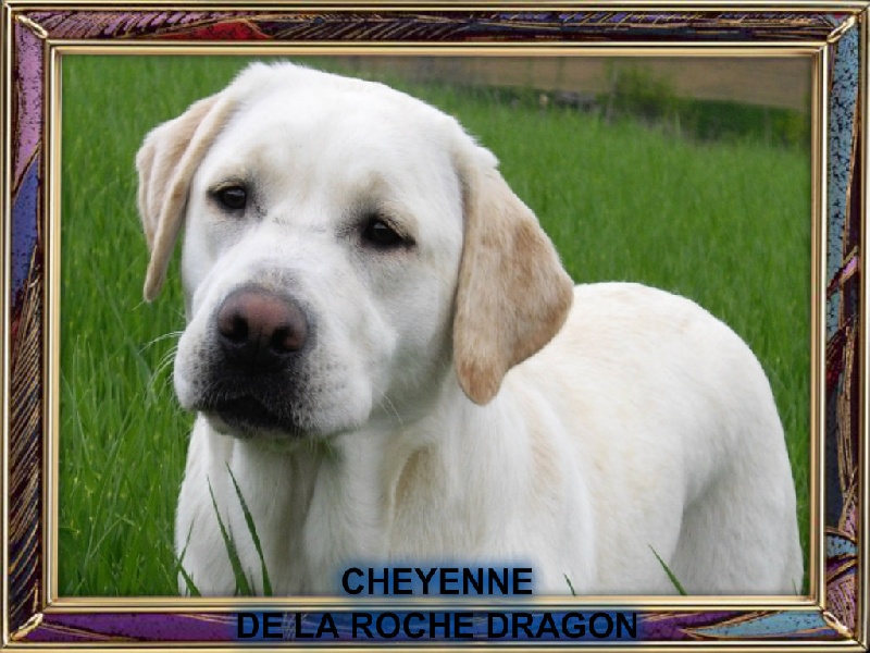 Cheyenne de la Roche Dragon