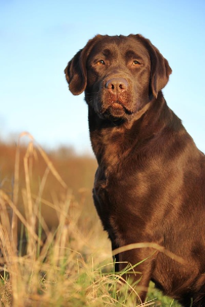 File de la par chantemelse diamond du chai