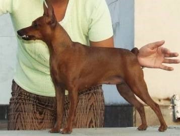 Ayris-arabeska chernaya liniya