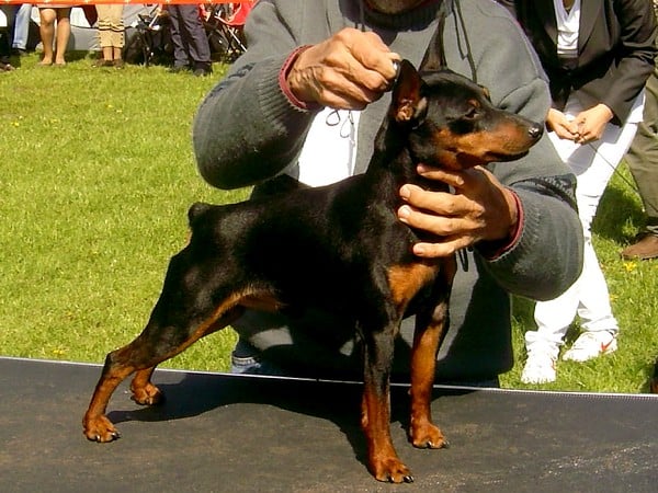 CH. Kafr al sheikh chernaya liniya