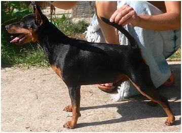 CH. Nero v. schlumpfenland