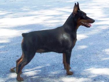 Jasmin me beit hamaayan