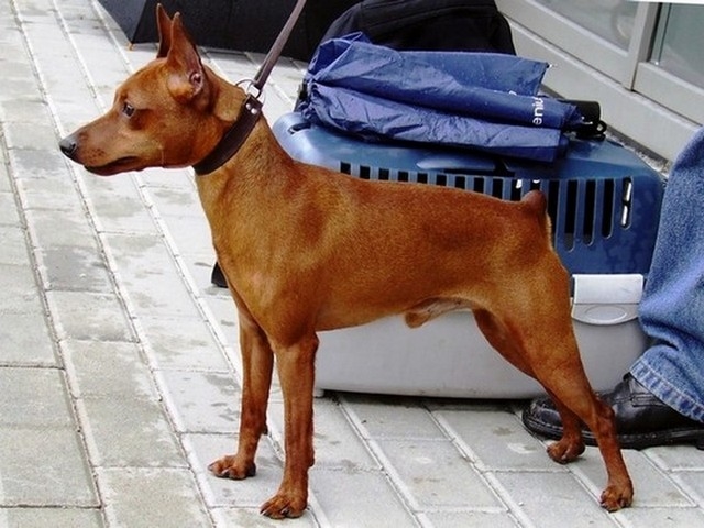 Publication : pilawa