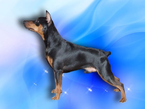 CH. dusha moya Zhigolo