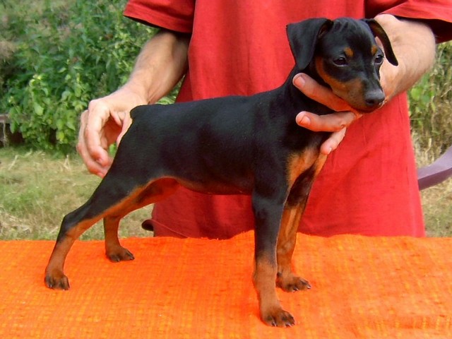 Publication : pilawa