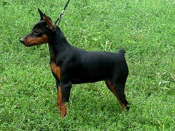 Publication : pilawa 