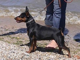 CH. joker show Black ferrari