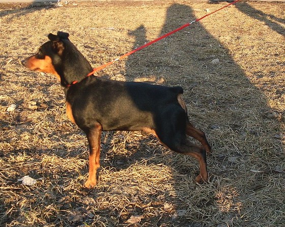 CH. dusha moya Derrick