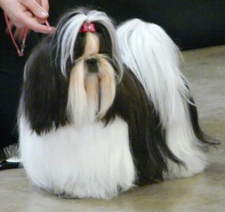 Publication : Of Majestyc Tibetain's