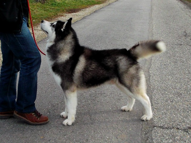 Denali De ciukci