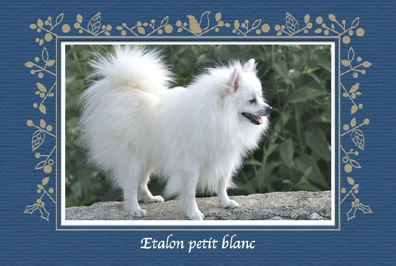 Publication : des Seigneurs de la Vallée de l'Isle Auteur : MDR