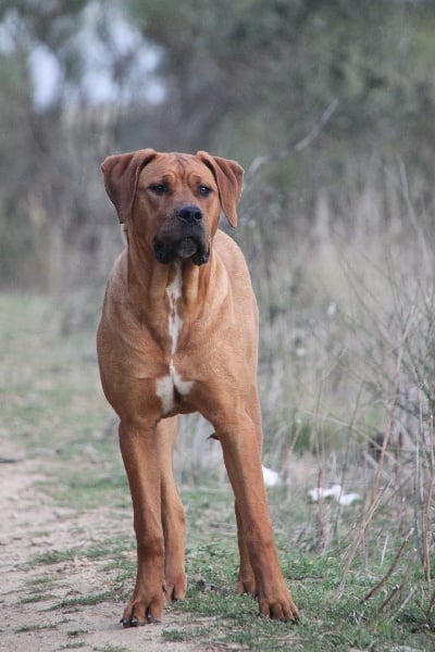 Publication : Inugami Akatsuki Auteur : Mrs Marie Ludovic