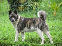 Étalon Akita americain - Canon d'beauté De Ludsyga