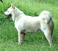 Étalon Akita americain - kodo Over the moon