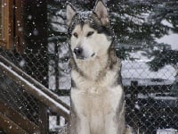 Étalon Alaskan Malamute - C'squaw (Sans Affixe)