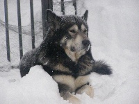 Étalon Alaskan Malamute - B'amrok (Sans Affixe)