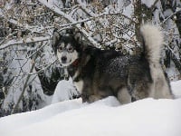 Étalon Alaskan Malamute - Free anoki (Sans Affixe)