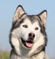 Étalon Alaskan Malamute - A sweet funny girl Over vale and dale