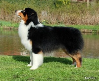 Étalon Berger Australien - CH. Asca premier asca ch, luxch, djch, jw'11, sunnycreek's heavenly happy hunk