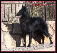 Étalon Berger Belge - Kati Belliamici