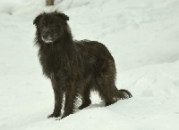 Étalon Berger des Pyrenees à face rase - Jare-duc de la vallée du mouton