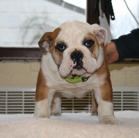 Étalon Bulldog Anglais - Lambretta van Trod