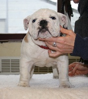 Étalon Bulldog Anglais - Lady gaga van Trod