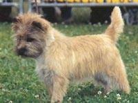 Étalon Cairn Terrier - Dim-up de la terrardiere