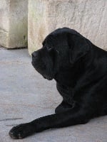 Étalon Cane Corso - Nero del nero velluto