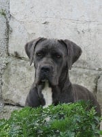 Étalon Cane Corso - Preziosa Dell'antico cerberus