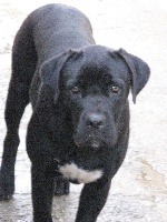 Étalon Cane Corso - Hiris dell' Antico Cerberus