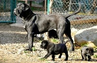 Étalon Cane Corso - Lola dei molossi dell'angra