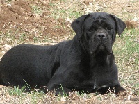 Étalon Cane Corso - Hera del nero velluto
