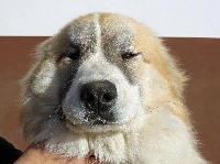 Étalon Chien de Montagne des Pyrenees - joquibaz Little bo peep