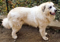 Étalon Chien de Montagne des Pyrenees - CH. Virtù (Sans Affixe)