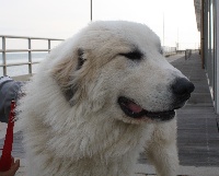 Étalon Chien de Montagne des Pyrenees - Habanou Della Rocca Dei Patous
