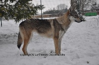 Étalon Chien-loup tchecoslovaque - Herrya De La Clairiere Des Amaroks