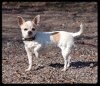 Étalon Chihuahua - Folie des grandeurs (Sans Affixe)