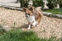 Étalon Chihuahua - My little padawan Kenobi