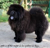 Étalon Chow Chow - Prince of the night De los perros de bigo