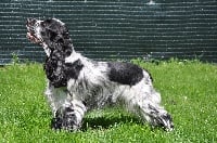 Étalon Cocker Spaniel Anglais - Dakota De la julienne